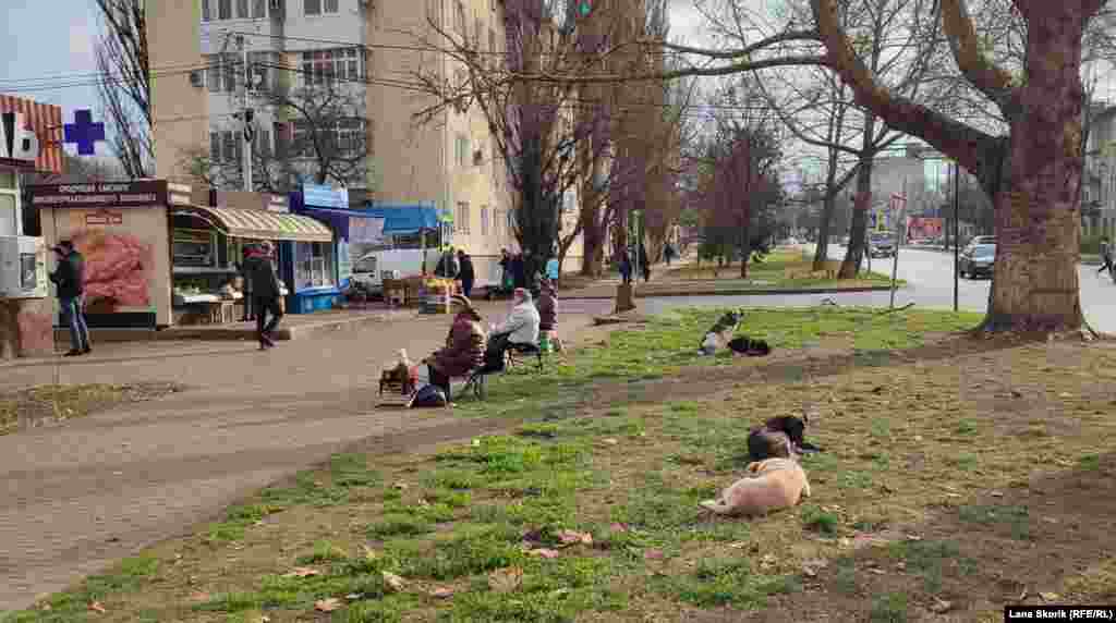 Пенсионеры продают домашнюю консервацию на улице Ленина. Уличную торговлю охраняют уличные собаки